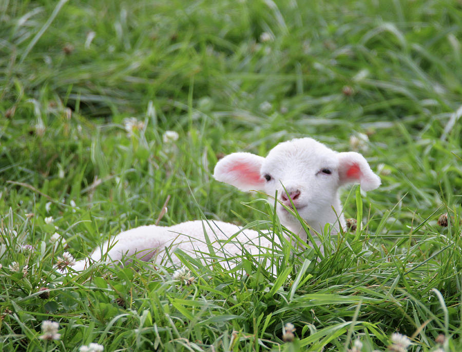 Little Lamb 6 Photograph by Brook Burling