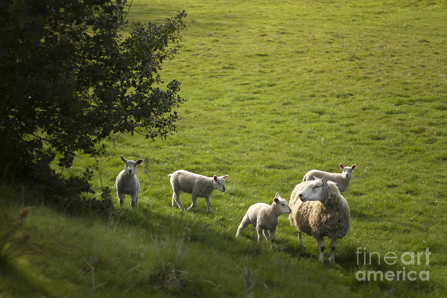 Sheep Photograph - Little Lamb by Ang El