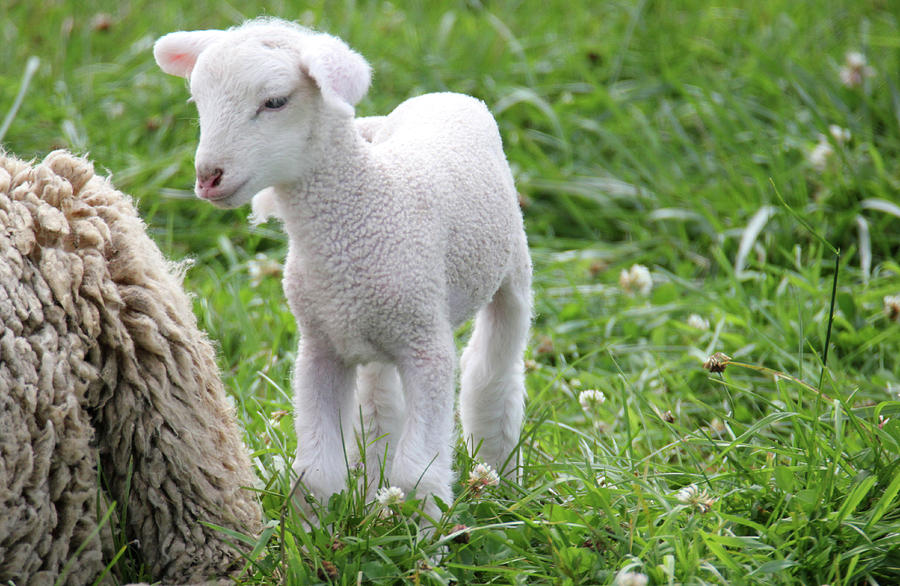 Little Lamb Photograph by Brook Burling