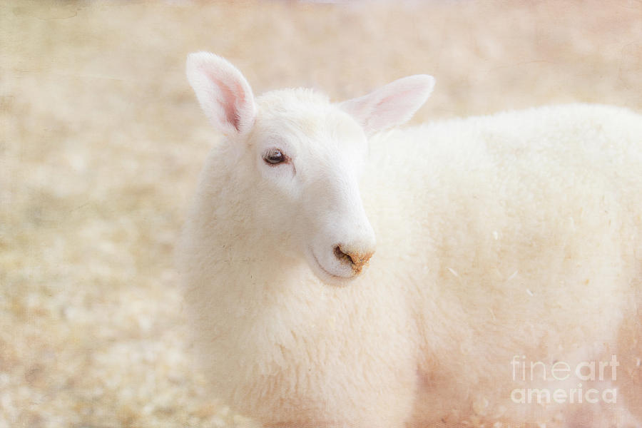 Little Lamb Photograph by Eleanor Abramson