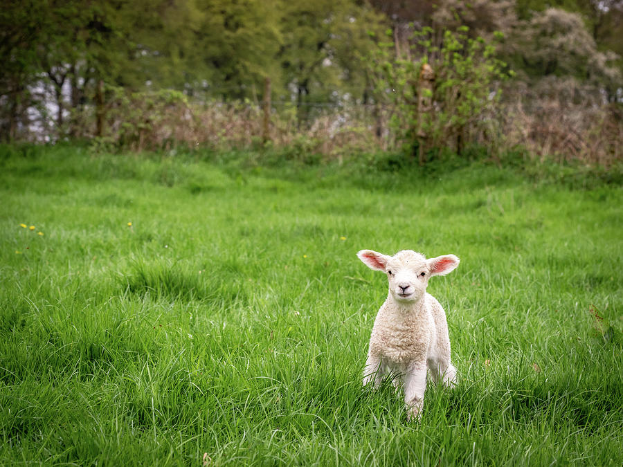 Little Lamb Photograph by Framing Places