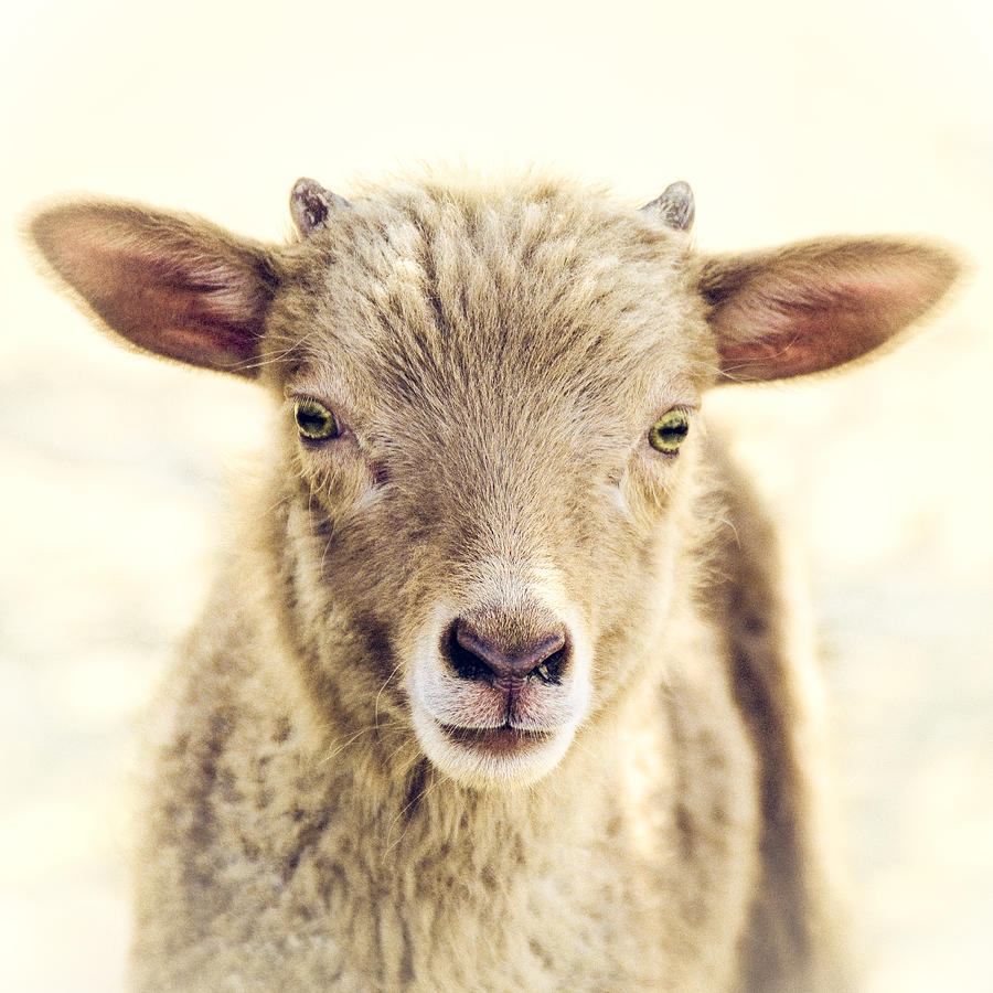 Sheep Photograph - Little Lamb by Humboldt Street