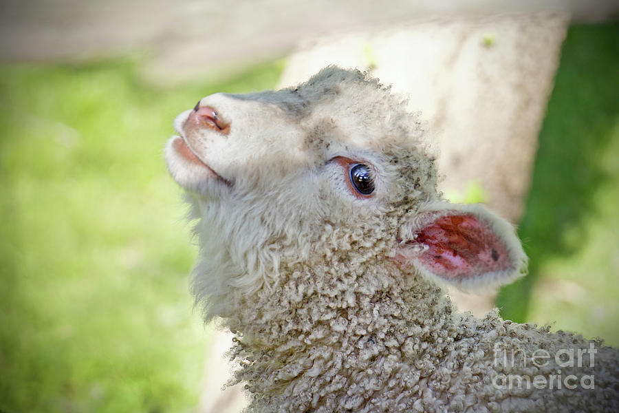 Little Lamb Photograph by Karen Jorstad