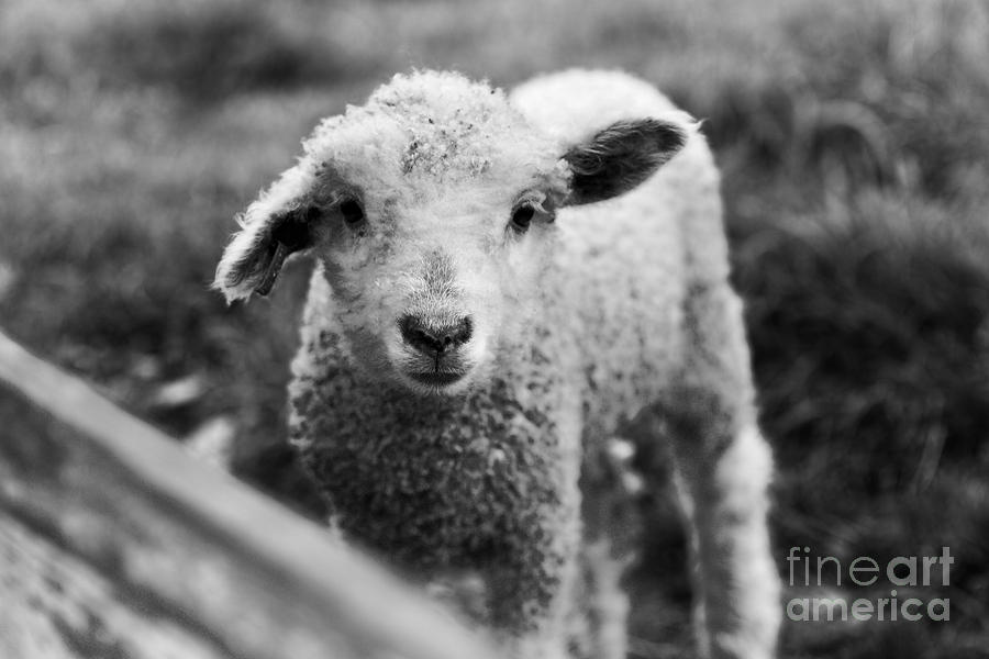 Little Lamb Photograph by Lara Morrison