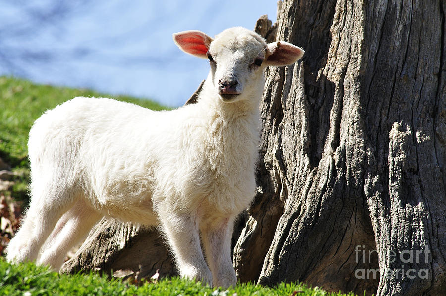 Spring Photograph - Little Lamb Lost by Thomas R Fletcher