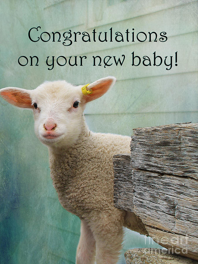 Little Lamb New Baby Greeting Photograph by Nina Silver