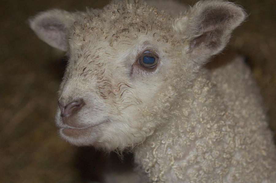 Little Lamb Photograph by The Art Of Marilyn Ridoutt-Greene