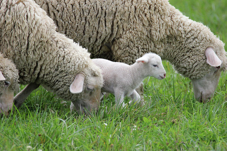 Little Lamb with Sheep Photograph by Brook Burling