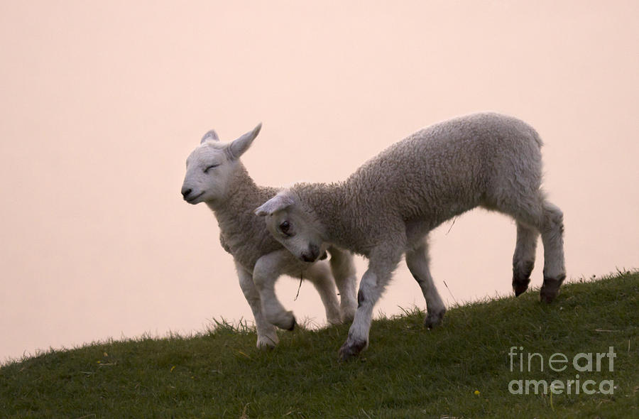 Lamb Photograph - Little Lambs by Angel Ciesniarska Lamb Photograph - Little Lambs by Angel Ciesniarska