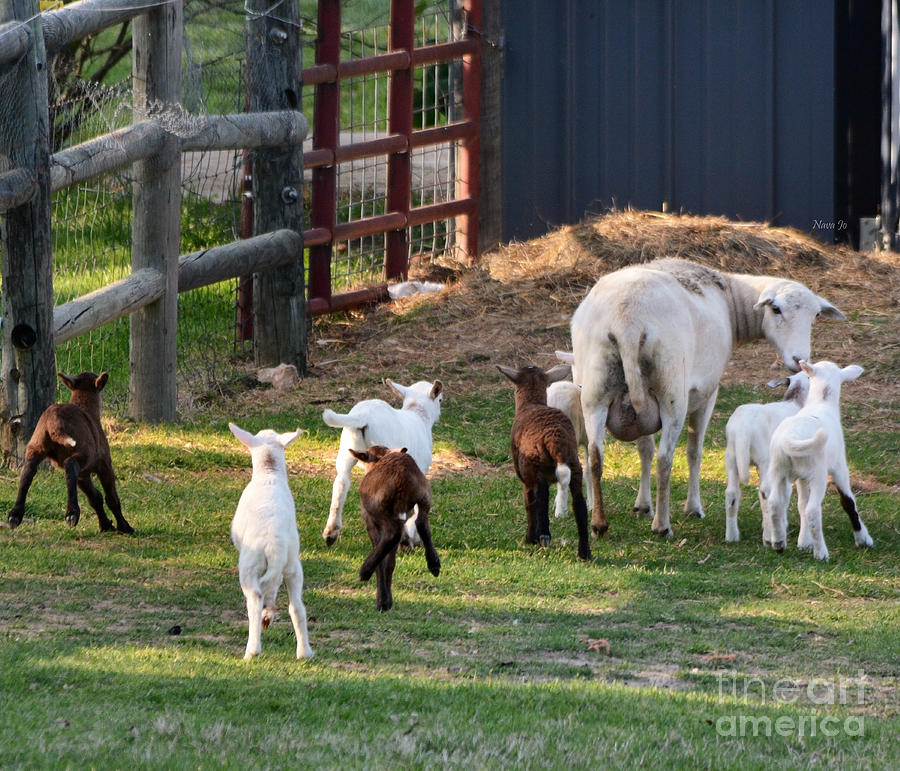 Little Lambs Photograph by Nava Thompson