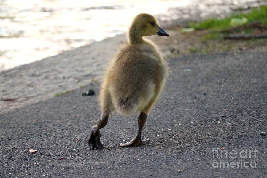 Little Lame Goose Photograph by Beth Myer Photography