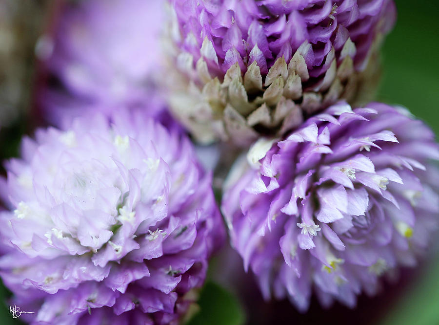 Little Lavender Floral  Photograph by Mary Anne Delgado