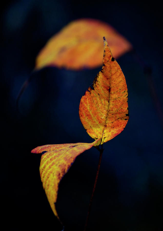 Little Leaves Photograph by Toni Hopper