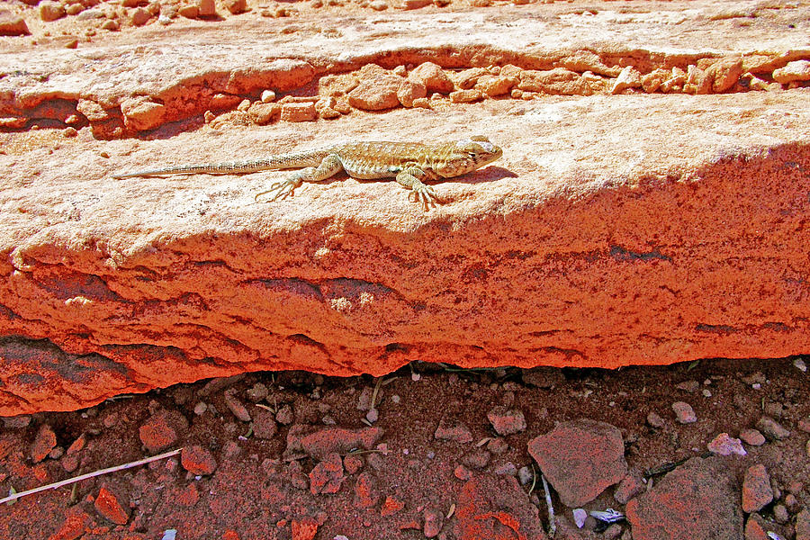 Little lizard on Horseshoe Bend Overlook, Glen Canyon National Recreation Area, Arizona Photograph by Ruth Hager