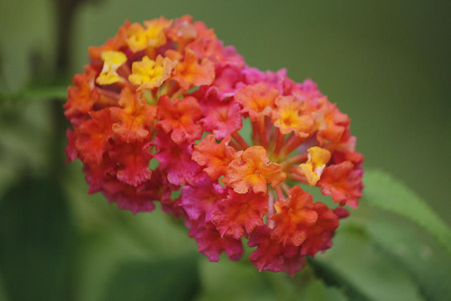 Little Lucky Lantana Photograph by Pauline Darrow | Pixels