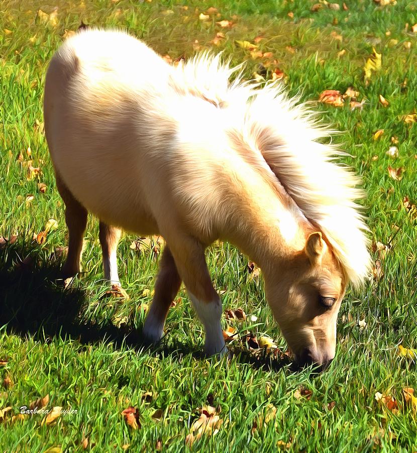 Little Man Miniature Horse Photograph by Barbara Snyder