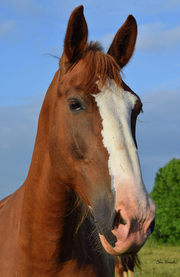 Little Mare by Chris Busch Little Mare by Chris Busch