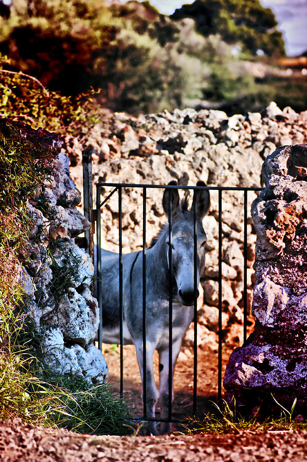 Little Mediterranean Donkey Dream Color Hdr By Pedro Cardona Photograph by Pedro Cardona Llambias