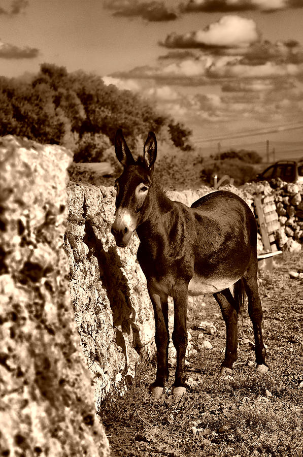 Little Mediterranean Donkey Dreams With White Eyes And Belly in sephia By Pedro Cardona Photograph by Pedro Cardona Llambias