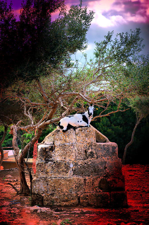 Little Mediterranean Goat Dream Color Seated In Her Stone Throne  Hdr By Pedro Cardona Photograph by Pedro Cardona Llambias