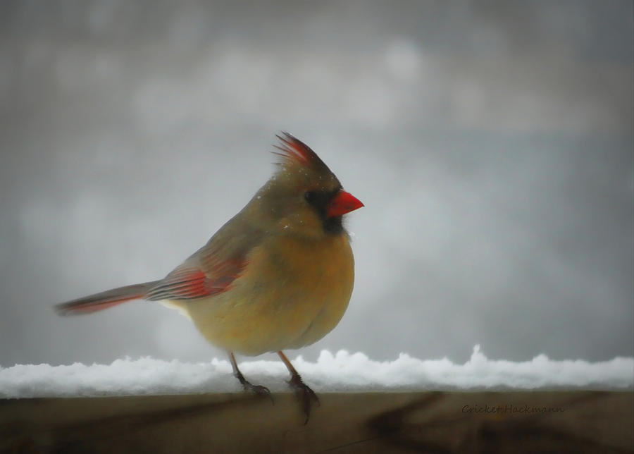Little Miss Cardinal Photograph by Cricket Hackmann