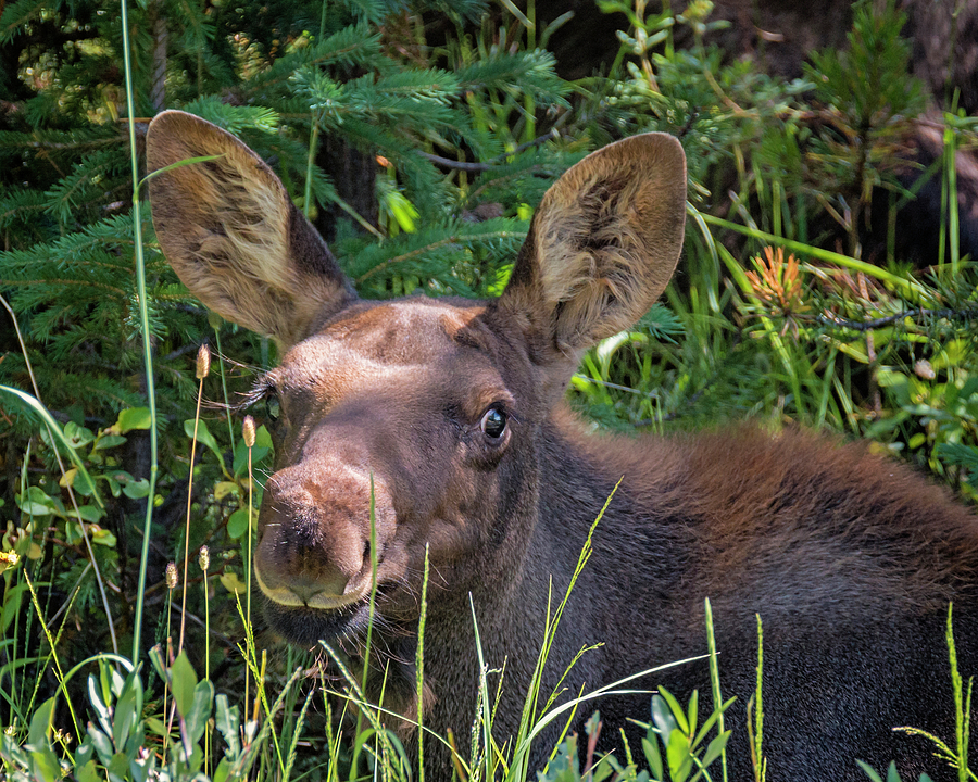 Little Moose Photograph by Loree Johnson
