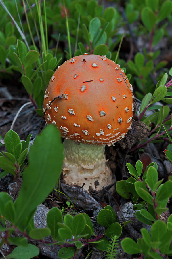 Little Mushroom Photograph
