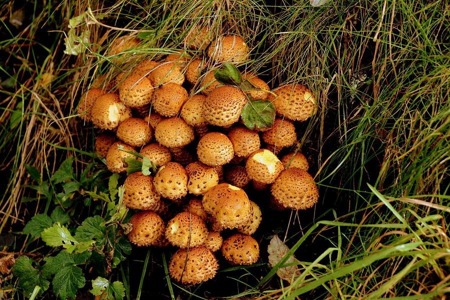 Little mushrooms family Photograph by Lukasz Ryszka