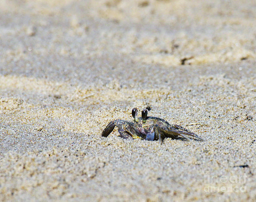 Little Nags Head Crab Photograph by Patricia Griffin Brett