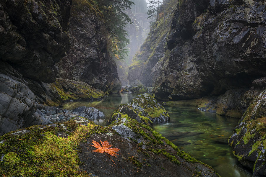 Little North Fork of the North Santiam River Canyon Photograph by Jeffrey  Green
