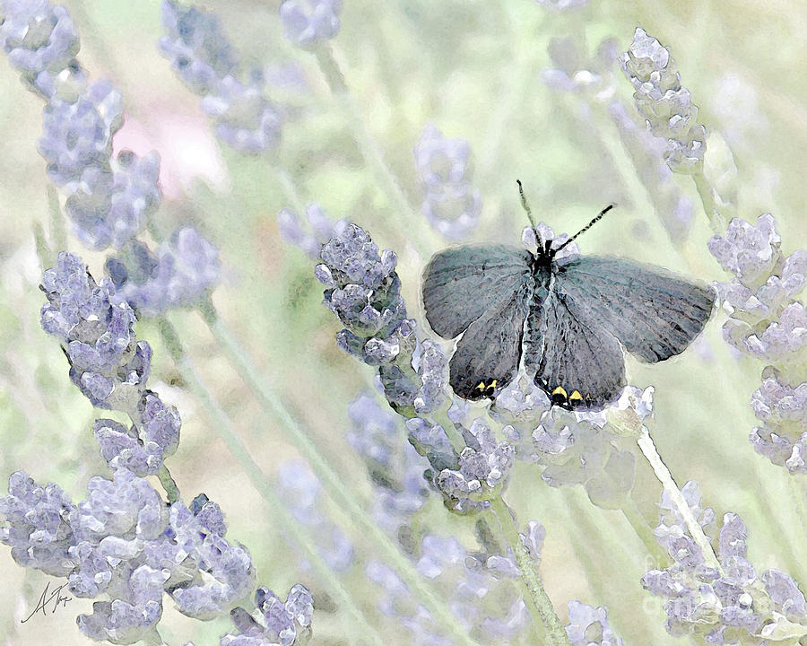 Butterfly Digital Art - Little On Lavender by Anita Faye