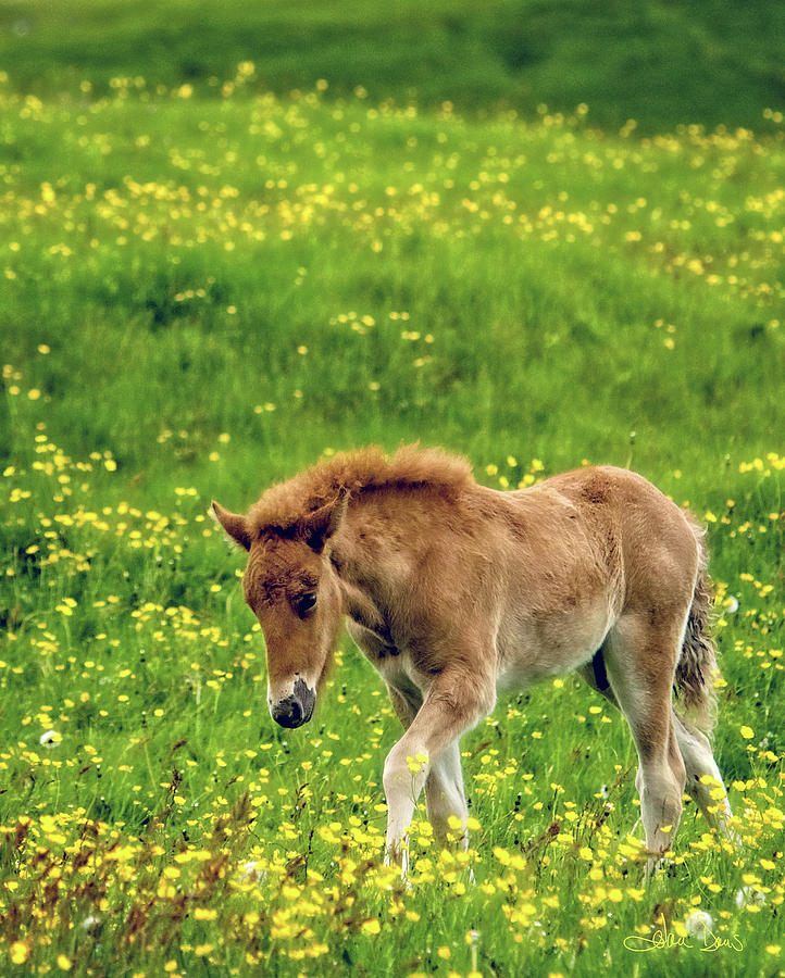 Little One Photograph by Joan Davis