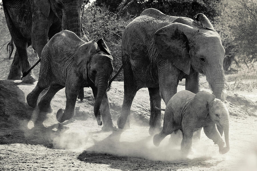 Elephant Photograph - Little One Leading The Way by Vicki Jauron Elephant Photograph - Little One Leading The Way by Vicki Jauron