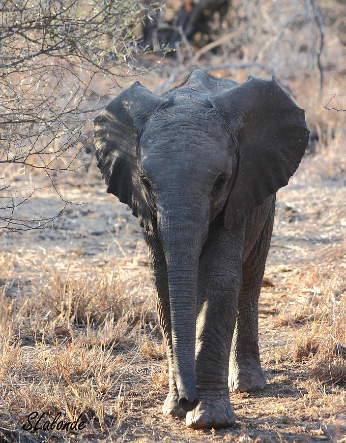 Elephant Photograph - Little One by Sarah  Lalonde