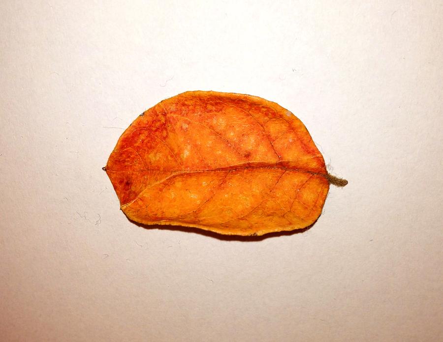 Little Orange Leaf of Joy Photograph by Morgan Carter