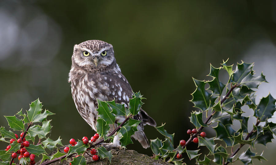 Little Owl Amongst Holly Photograph by Pete Walkden