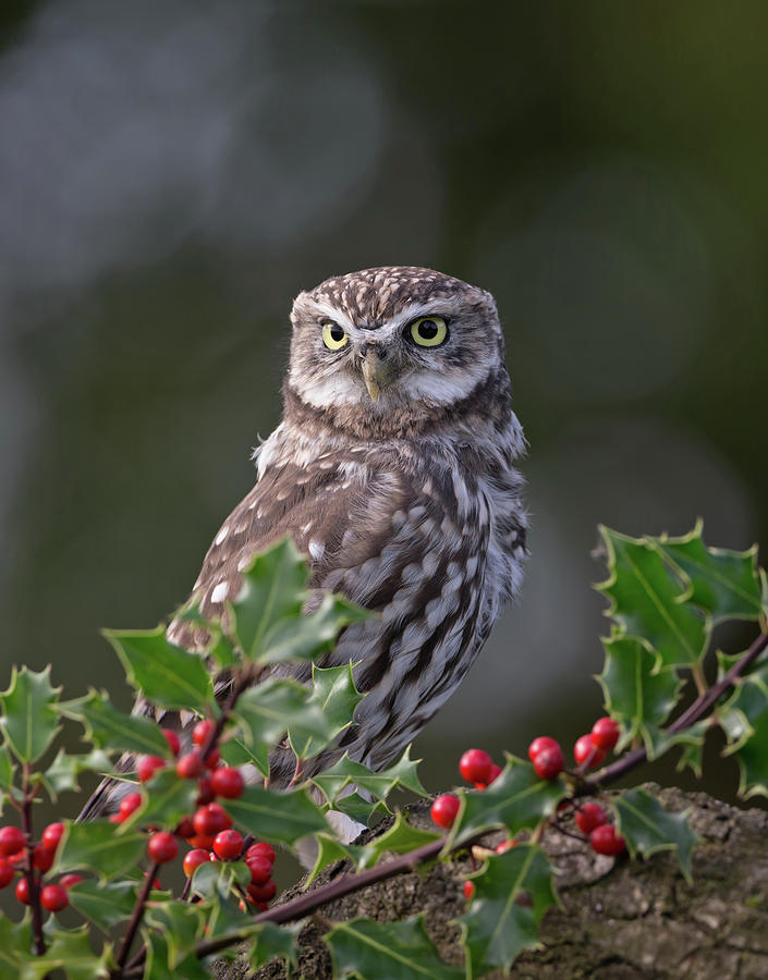 Little Owl Amongst Holly Portrait Photograph by Pete Walkden