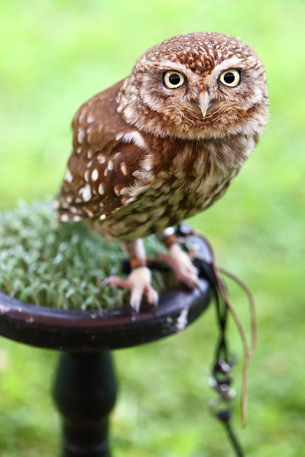 Little Owl Athene noctua Photograph by Paul Cowan