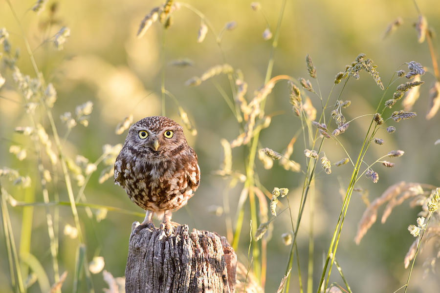 Owl Photograph - Little Owl Big World by Roeselien Raimond