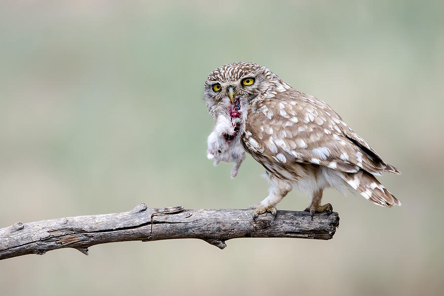 Little Owl Photograph by E.amer