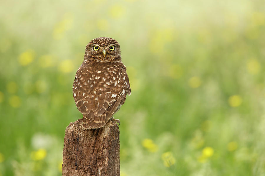 Owl Photograph - Little Owl in a Field of Flowers by Roeselien Raimond