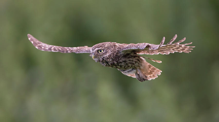 Little Owl In Flight Photograph by Pete Walkden