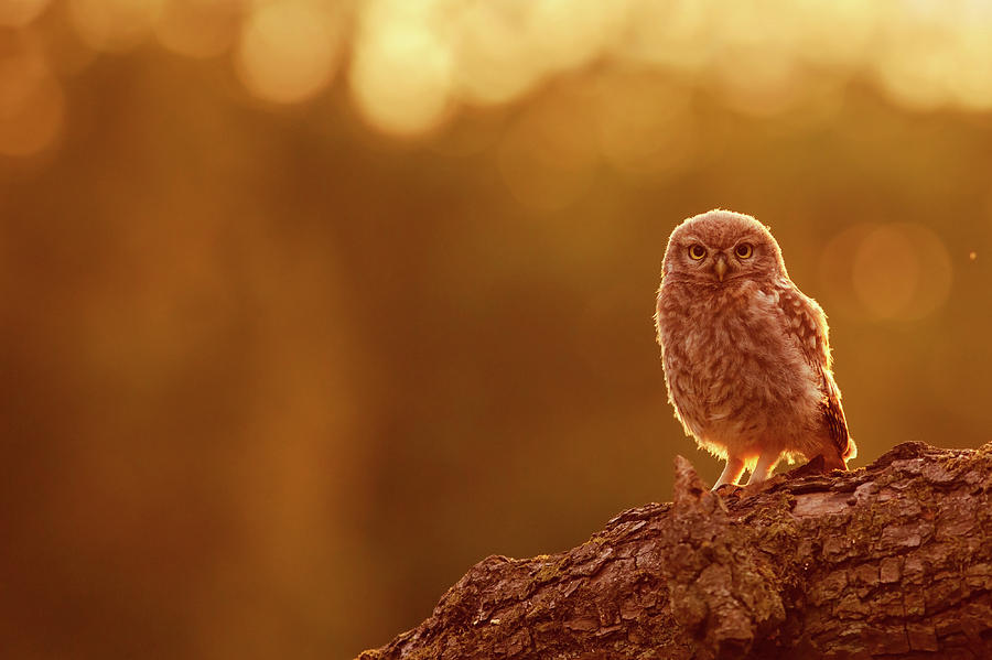 Little Owl In Red Photograph By Roeselien Raimond Fine Art America