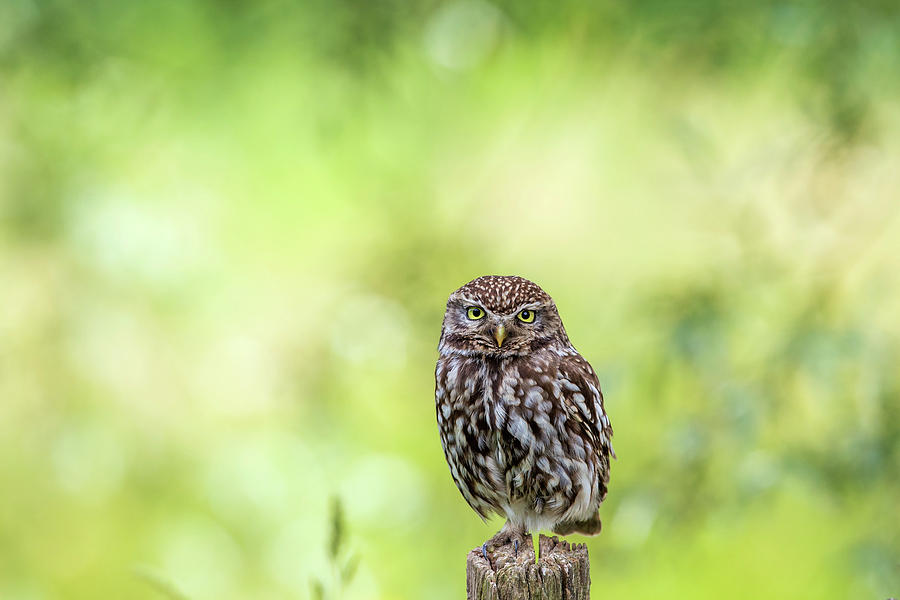 Owl Photograph - Little owl is Watching You by Roeselien Raimond