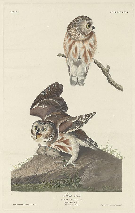 John James Audubon Drawing - Little Owl by Dreyer Wildlife Print Collections 