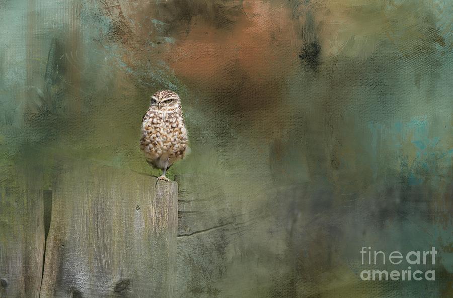 Little Owl on a Fence Photograph by Eva Lechner