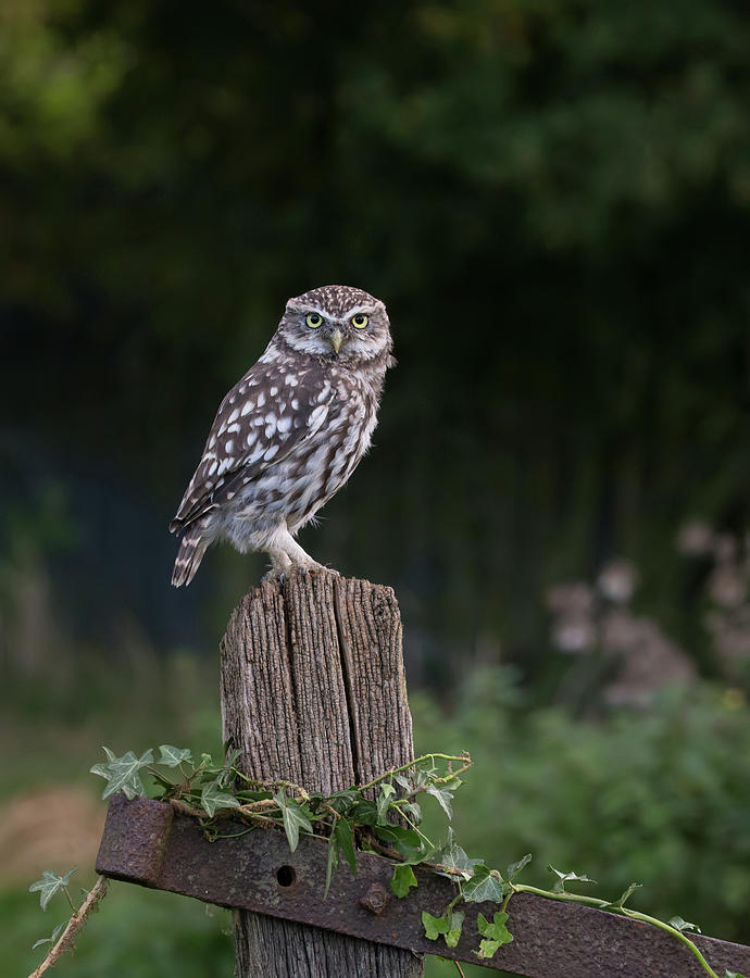 Little Owl On Ivy Post Photograph by Pete Walkden