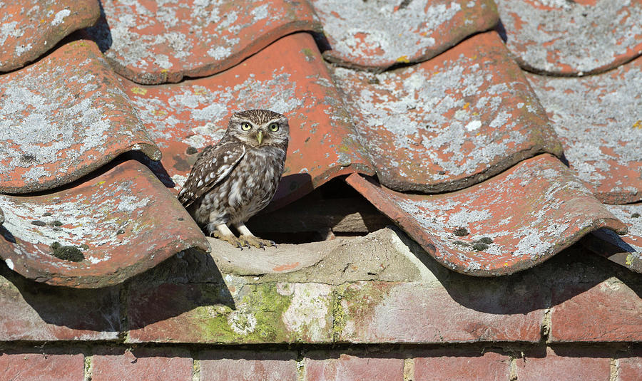 Little Owl On The Tiles Photograph by Pete Walkden