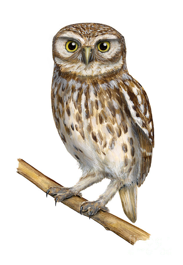 Little owl or Minervas owl Athene noctua - goddess of wisdom- Chouette cheveche- Nationalpark Eifel Painting by Urft Valley Art  Matt J G  Maassen-Pohlen