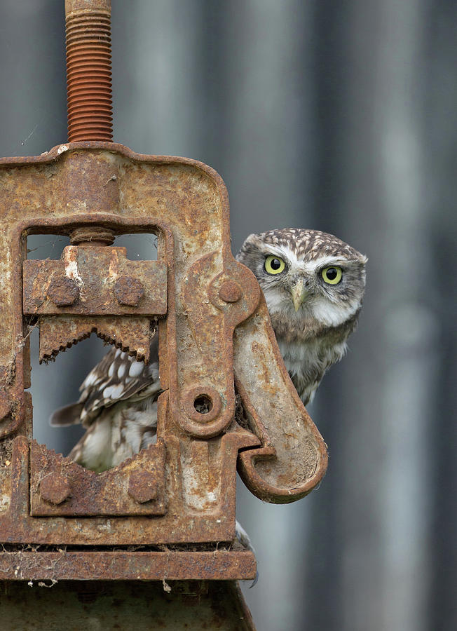Little Owl Peeking Photograph by Pete Walkden
